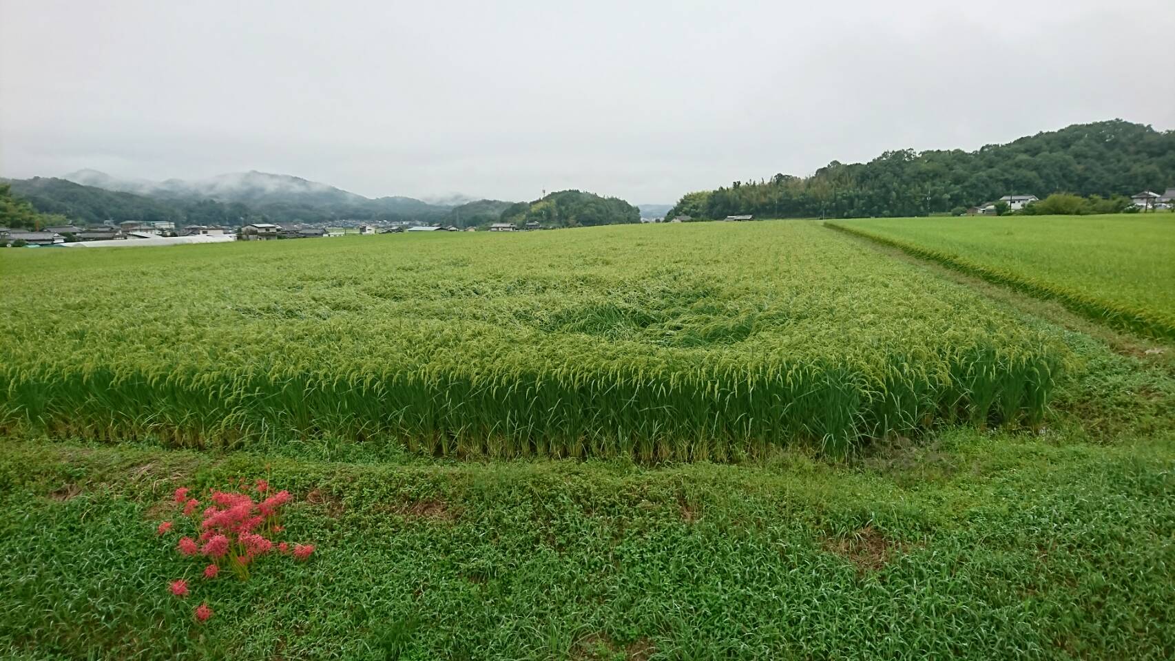 赤磐雄町_2018.9.27④.jpg