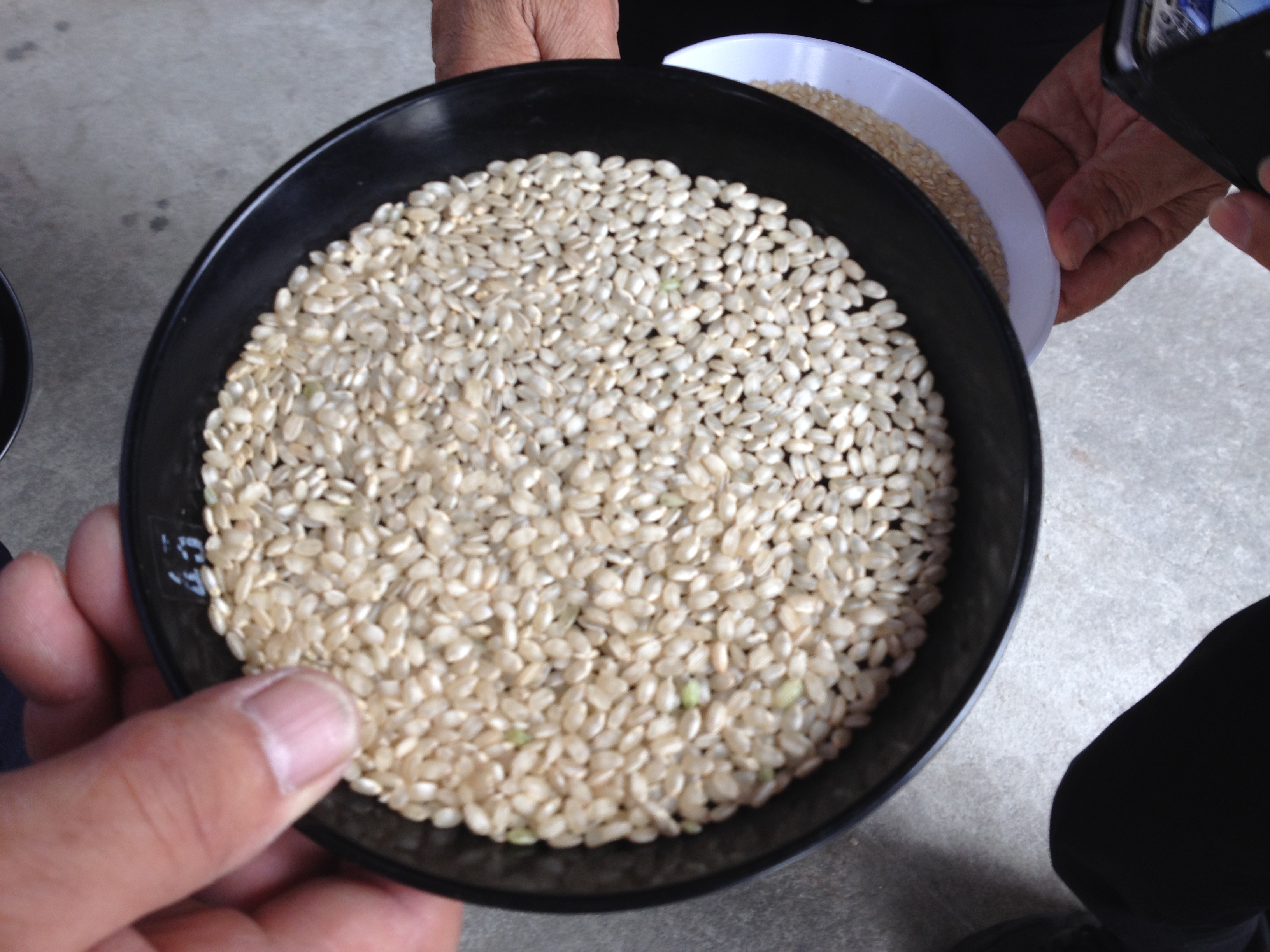 2016.9.19 松岡専務　山酒4号圃場視察⑥.JPG