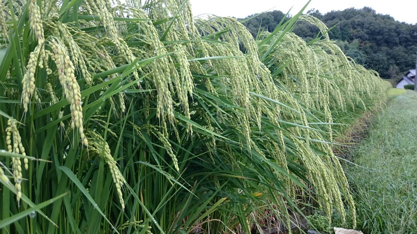 2016.9.22 雄町①.JPG