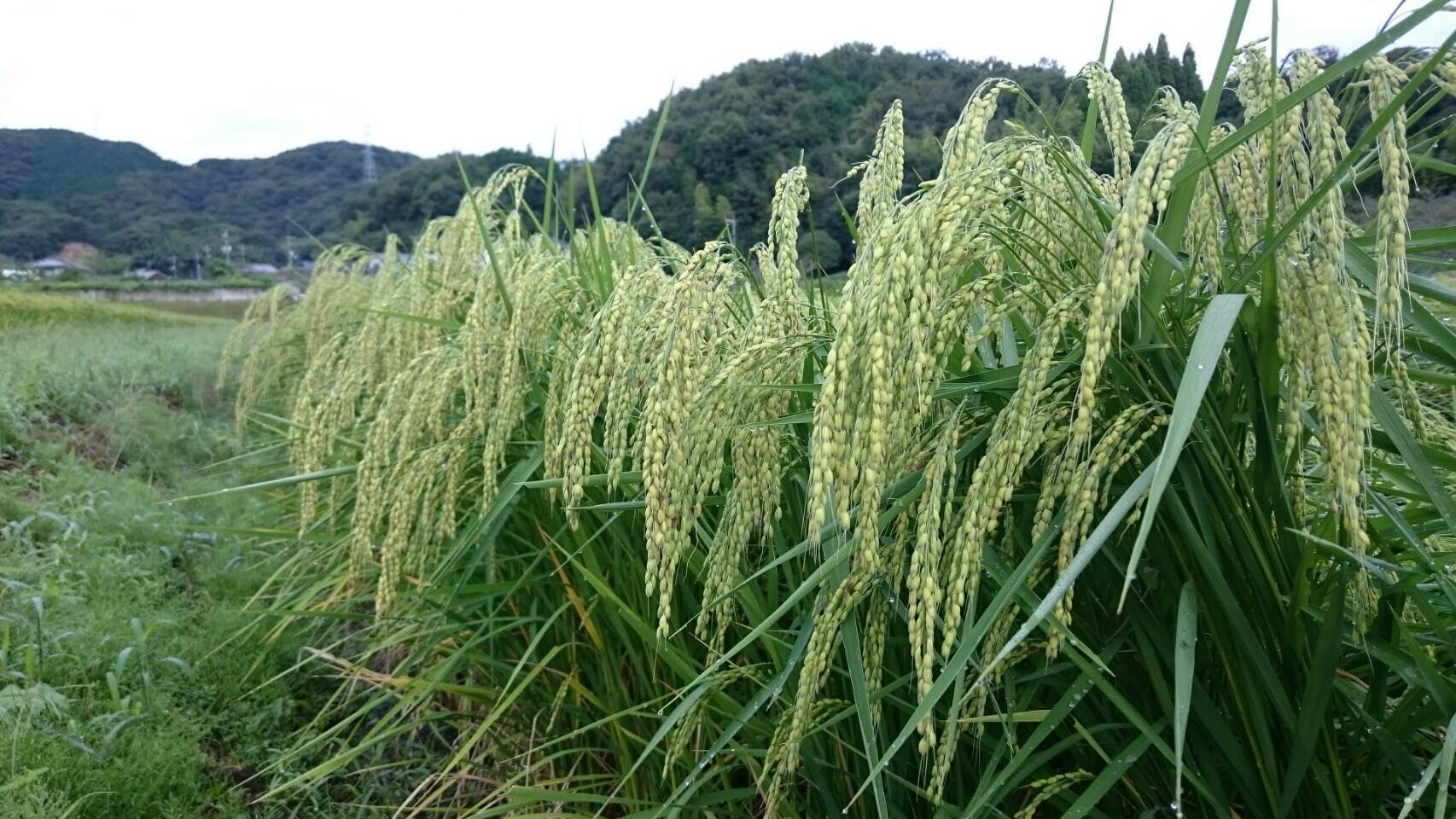 2016.9.22 雄町②.JPG