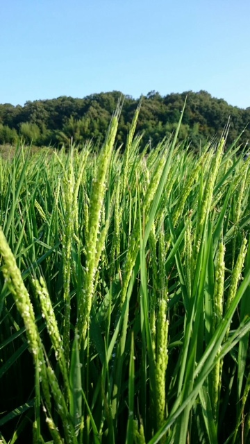 2016.9.9 雄町③.JPG