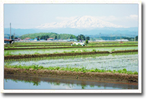 雪解けの沢にはフキノトウが