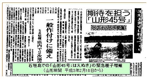 石垣島での「山形45号：はえぬき」の緊急種子増殖